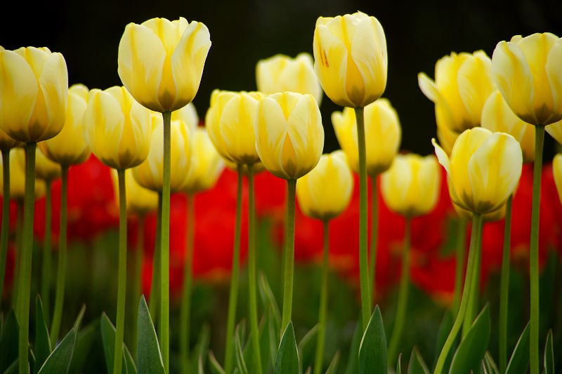 fotokurs erfurt blumenfotografie