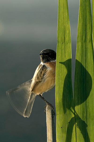 fotoausstellung naturfotografie thueringen hessen KAO Pivatelli