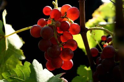 fotokurs hessen  rheingau wiesbaden wein