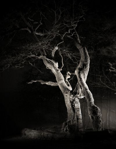 fotokurs bume wald lichtmalerei