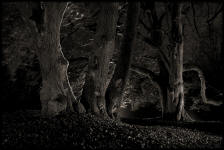 fotokurs-alte-baeume-nachfotokurs lichtmalerei lightpainting thueringen alte baume thueringer wald altensteiner park