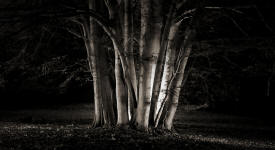 ../images/fotokurfotokurs lichtmalerei lightpainting thueringen alte baume wald schwarzweissfotografie altensteiner park