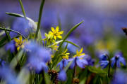 fotokurs erfurt thringen makrofotografiesch blumenfotografie 3