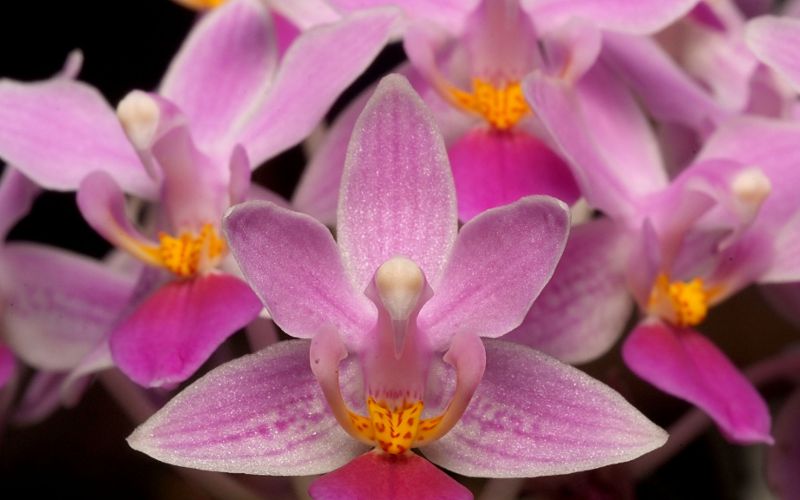 fotokurs frankfurt makrofotografie orchidee