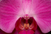fotokurs frankfurt makrofotografie orchidee