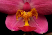 fotokurs frankfurt makrofotografie orchidee