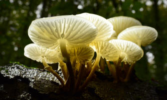 fotokurs pilze