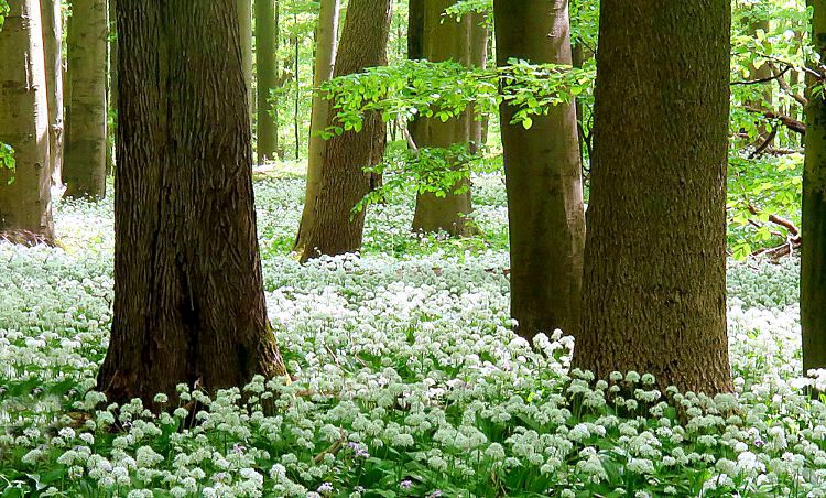 Fotokurs Frhling Nationalpark Hainich