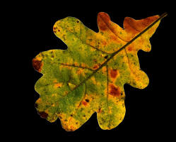 fotokurs th�ringen makrofotografie herbstblatt buche  nationalpark th�ringen