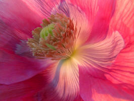 fotokurs hessen kassel fulda gttingen blumenfotografie 