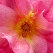 fotokurs rosen bad naumheim steinfurth wetterau 