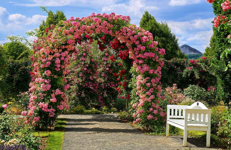 fotokurs rosen