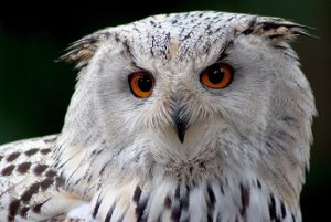 fotokurs greifvögel tierbeobachtung tierfotografie