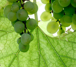 Fotokurs Weinlandschaft Saale-Unstrut 