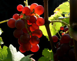 Fotokurs Weinlandschaft Saale-Unstrut 