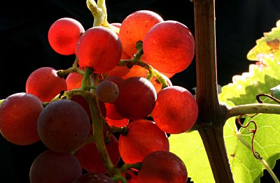 fotokurs weinlandschaft