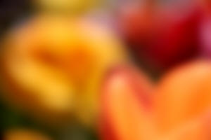 fotokurs künstlerische blumenfotografie