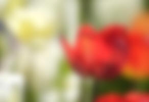 fotokurs abstrakte blumenfotografie