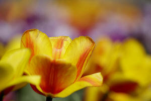 fotokurs erfurt blumenfotografie