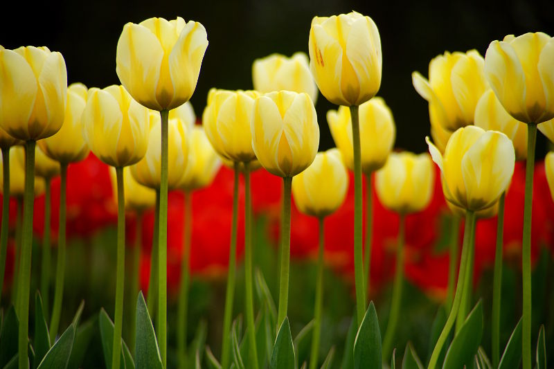 fotokurs erfurt blumenfotografie makrofotografie
