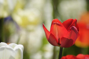 fotokurs erfurt blumenfotografie