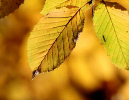 Fotokurs in Frankfurt  Herbststillleben