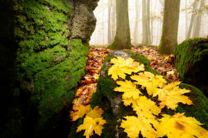 Fotokurs in Frankfurt  Herbstlandschaft im Wald