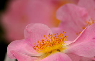 Fotokurs Gartenfotografie 