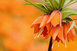 fotokurs gartenfotografie