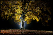 Fotokurs Lichtmalerei Thringen Baum